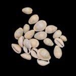 Kaudi कौड़ी 101 Pcs