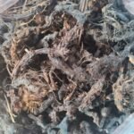 Nagarmotha नागरमोथा 100g