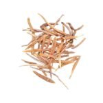 Shatavari शतावरी