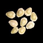 Yellow Cowrie पीली कौड़ी 11 Pcs