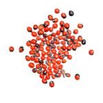 Red Ghumchi लाल घुंमची