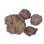 Bel Guda बेल गुड़ा 100g