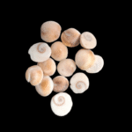 Gomti Chakra (गोमती चक्र)11Pcs